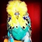 پرنده سرای اندیشه پرنده فروشی عمده و خرده