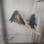 تبریز پاروت (بهروز)