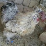مرکز فروش مرغ و خروس زینتی و بومی اِیربال