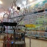 بورس قناری و پرندگان زینتی چکاوک