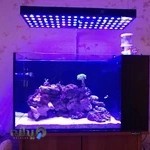 رضائی آکواریوم نمو