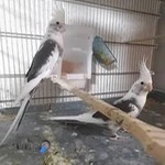 طوطی سرای افشین