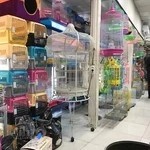 پرنده فروشی پر طلایی امیر