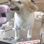 بیمارستان دامپزشکی الماس