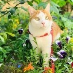 کلینیک دامپزشکی آبان