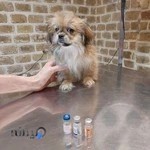 کلینیک دامپزشکی دکتر پویا