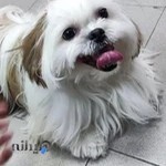 بیمارستان ایران زمین