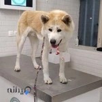 کلینیک دامپزشکی پالس