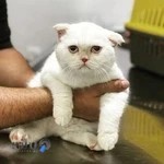 کلینیک دامپزشکی بوف