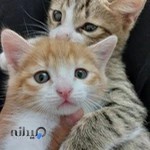 كلينيك دامپزشكي ستاره ري