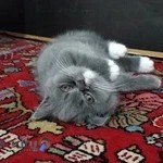 بیمارستان دامپزشکی غرب