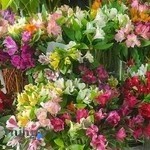 سوپر گل محمد