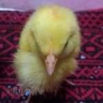 رستوران پارک (حسنی)