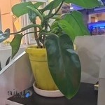 گل فروشی ارکیده