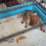 کلینیک دامپزشکی نیکان