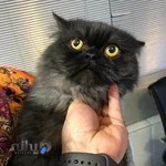 کلینیک دامپزشکی جم