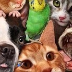 کلنیک دامپزشکی دکتر شارقی