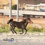 باشگاه سوارکاری سلاطین