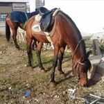 باشگاه سوارکاری ابرش خرم آباد