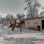 باشگاه سوارکاری آرش