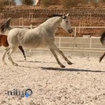 مجتمع سوارکاری نمونه