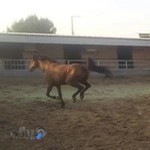 باشگاه سوارکاری اسب سفید بیتا