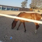 باشگاه سوارکاری وپرورش اسب فردیس