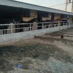 باشگاه سوارکاری بهزادی