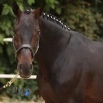 باشگاه سوارکاری ثقفی