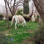 مجموعه سوارکاری و چوگان نوروزآباد