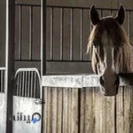 باشگاه سوارکاری و پرورش اسب الغدیر