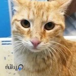 کلینیک دامپزشکی هیل