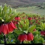 کترینگ لیمو