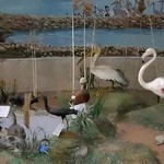 موزه تاریخ طبیعی ارومیه