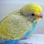 کلینیک دامپزشکی طوس