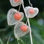 طلا و جواهر قنادیان