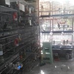 پرنده سرای دیبا