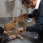 دامپزشکی پارمیس