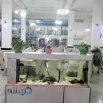 غذا آماده سید