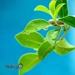 آموزشگاه بهداشت اصناف پارس