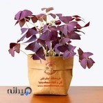 فروشگاه اینترنتی گل و گیاه شمعدونیا