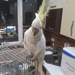 کلینیک دامپزشکی کسری