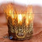 طلا و جواهر گندم