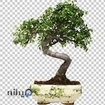 فروشگاه اینترنتی گل و گیاه بونسای ایرانی - خورشیدی