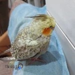 دامپزشکی پرندگان دکتر فتاحی