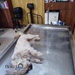 درمانگاه دامپزشکی مرکزی البرز(دکتر مسعود روحی)
