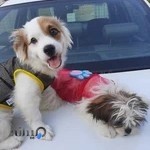 پانسیون خانگی