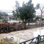 گلفروشی رز بنفش