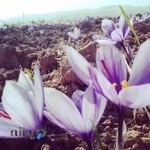 باشگاه تخصصی والیبال ثامن فاروج