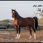 باشگاه سوارکاری برند